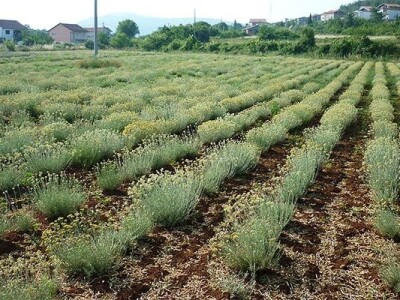 Plantaža smilja u okolici Ljubuškog Plantaža smilja u okolici Ljubuškog
