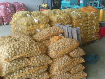 Krumpir uspio na navodnjavanim površinama Krumpir uspio na navodnjavanim površinama