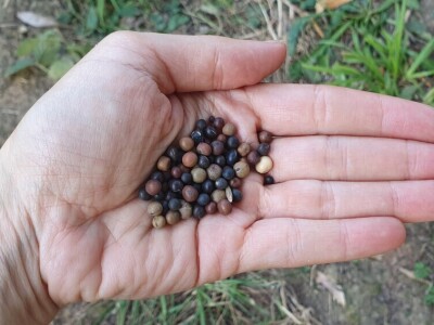 Povećajte prinos brigom o tlu