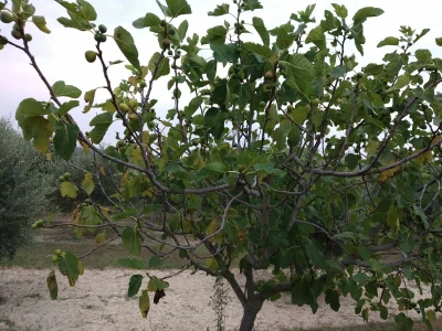 BERBA SMOKAVA - Od Savudrije do Prevlake: Urod smokava podbacio za više od 50 posto!