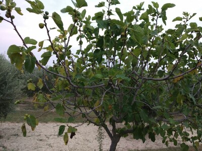 BERBA SMOKAVA - Od Savudrije do Prevlake: Urod smokava podbacio za više od 50 posto! BERBA SMOKAVA - Od Savudrije do Prevlake: Urod smokava podbacio za više od 50 posto!