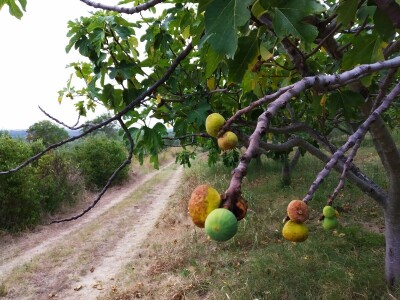 BERBA SMOKAVA - Od Savudrije do Prevlake: Urod smokava podbacio za više od 50 posto! BERBA SMOKAVA - Od Savudrije do Prevlake: Urod smokava podbacio za više od 50 posto!