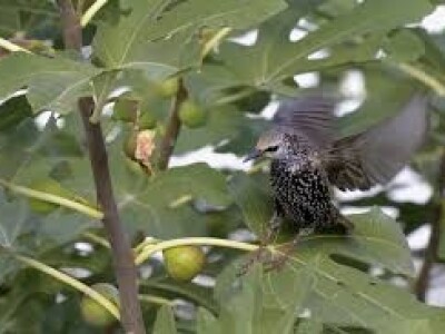 Sa terena - šteta na voću