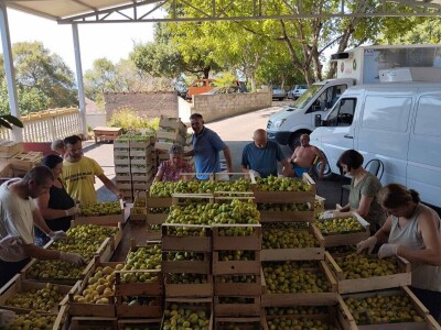 Smokve Čapljina Smokve Čapljina