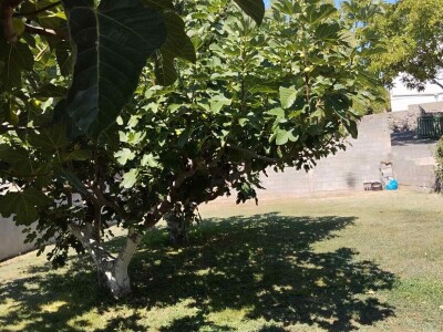 Smokve Čapljina Smokve Čapljina