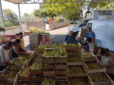 Smokve Čapljina Smokve Čapljina