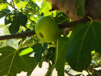 Smokve Čapljina Smokve Čapljina