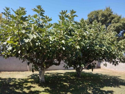 Smokve Čapljina Smokve Čapljina