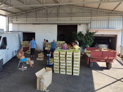 Smokve Čapljina Smokve Čapljina