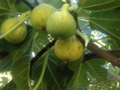 Smokve iz Peračkog Blata na Baćinskim jezerima