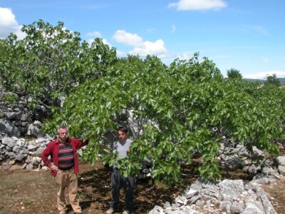 Smokve u dalmatinskom kršu