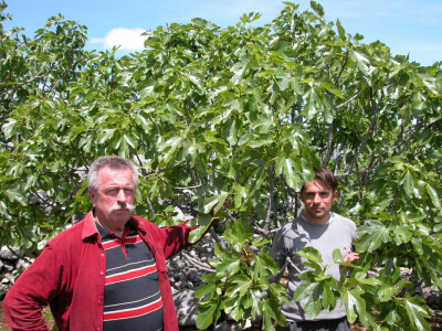 Smokvik OPG Ivo Begić u zaleđu Omiša