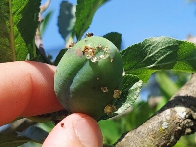 Smotavci šljiva, jabuka i breskve