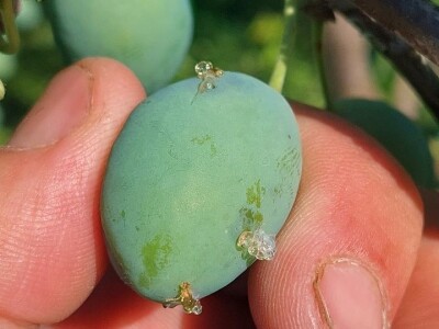 Smotavci šljiva, jabuka i breskve