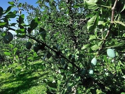 Smotavci šljiva, jabuka i breskve