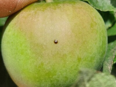 Smotavci šljiva, jabuka i breskve