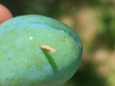 Smotavci šljiva, jabuka i breskve