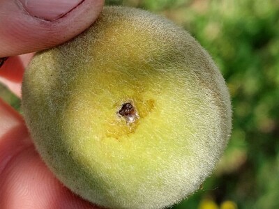 Smotavci šljiva, jabuka i breskve