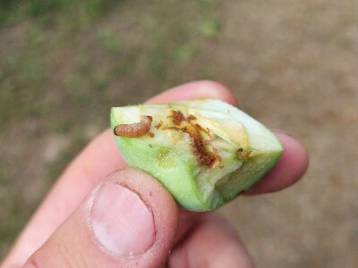 Smotavci šljiva, jabuka i breskve