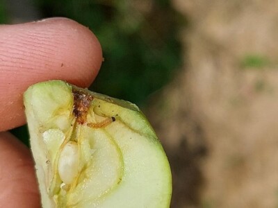 Smotavci šljiva, jabuka i breskve