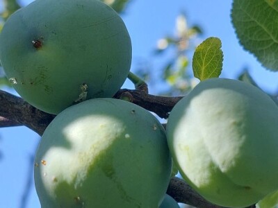 Smotavci šljiva, jabuka i breskve