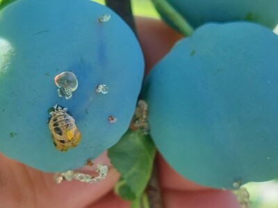 Smotavci šljiva, jabuka i breskve