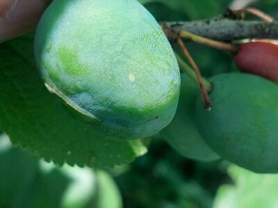 Smotavci šljiva, jabuka i breskve