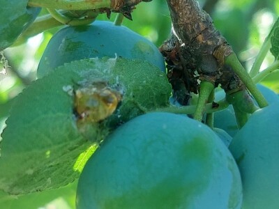 Smotavci šljiva, jabuka i breskve