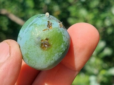 Smotavci šljiva, jabuka i breskve