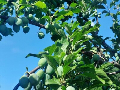 Smotavci šljiva, jabuka i breskve