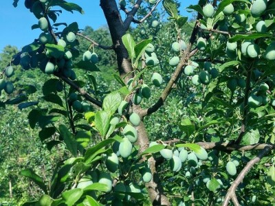 Smotavci šljiva, jabuka i breskve