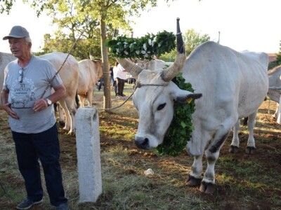 Smotra istarskih volova