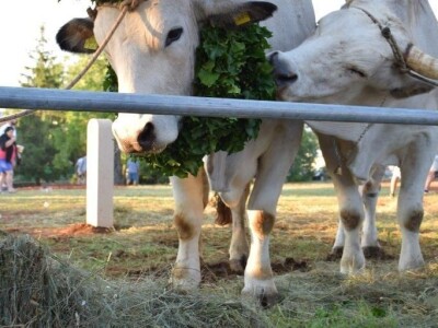 Smotra istarskih volova