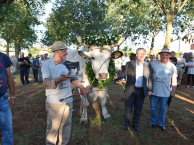 Smotra istarskih volova