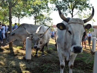 Smotra istarskih volova