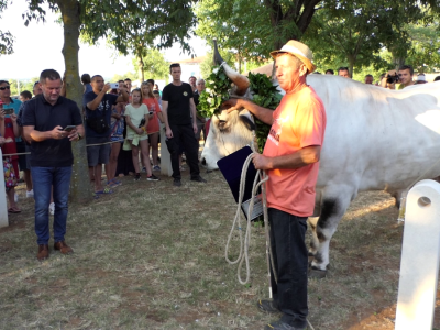 Smotra istarskih volova - Jakovlja 2021.