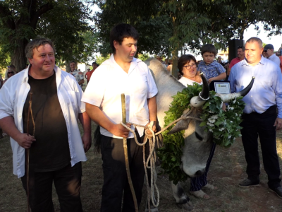 Smotra istarskih volova - Jakovlja 2021.