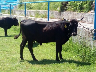 Smotra konja i goveda u Krivom Putu