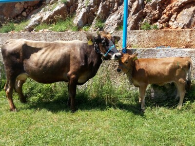 Smotra konja i goveda u Krivom Putu