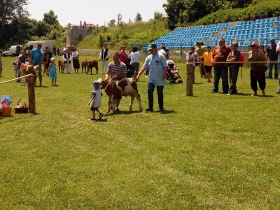 Smotra konja i goveda u Krivom Putu