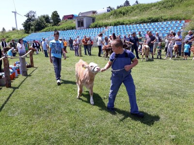 Smotra konja i goveda u Krivom Putu