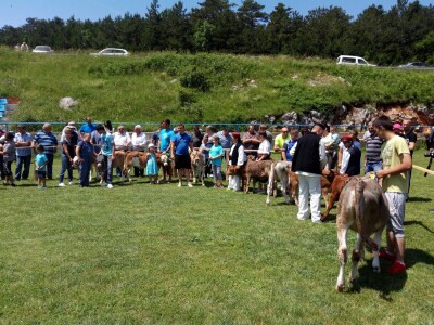 Smotra konja i goveda u Krivom Putu
