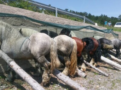 Smotra konja i goveda u Krivom Putu
