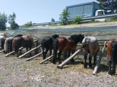 Smotra konja i goveda u Krivom Putu