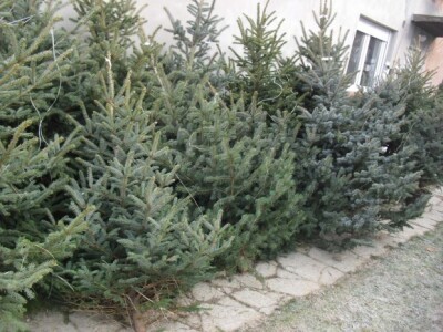 Smreka - vrsta koju najčešće kitimo Smreka - vrsta koju najčešće kitimo