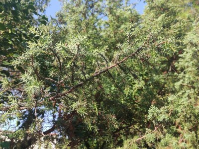 Smriča Juniperus oxycedrus