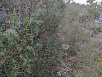 Smriča Juniperus oxycedrus