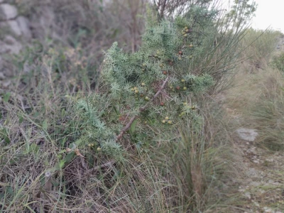 Smriča Juniperus oxycedrus