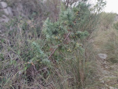 Smriča Juniperus oxycedrus