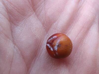 Smriča Juniperus oxycedrus